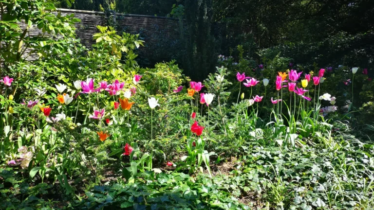 Tulips in full bloom at Biddulph Grange Garden