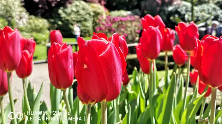 Red tulips in full bloom at Biddulph Grange Garden