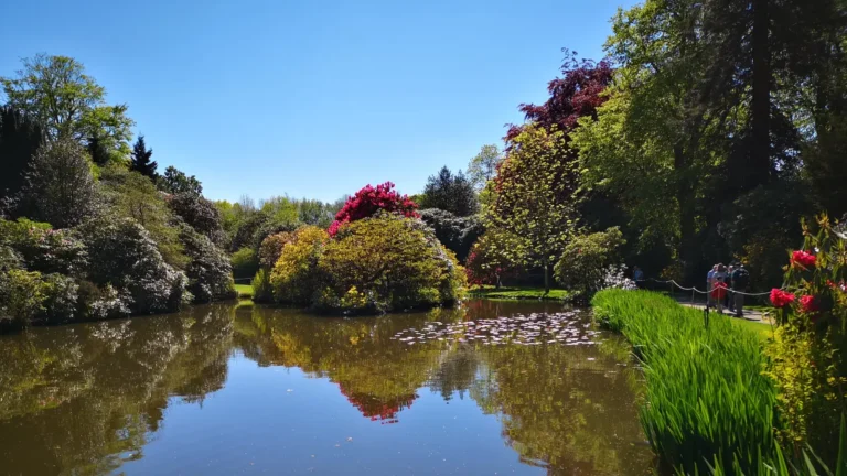 A pond surrounded by spring vegetation at Biddulph Grange Garden