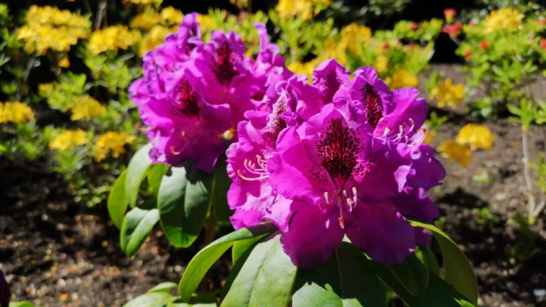 Purple rhododendrons in full bloom at Biddulph Grange Garden