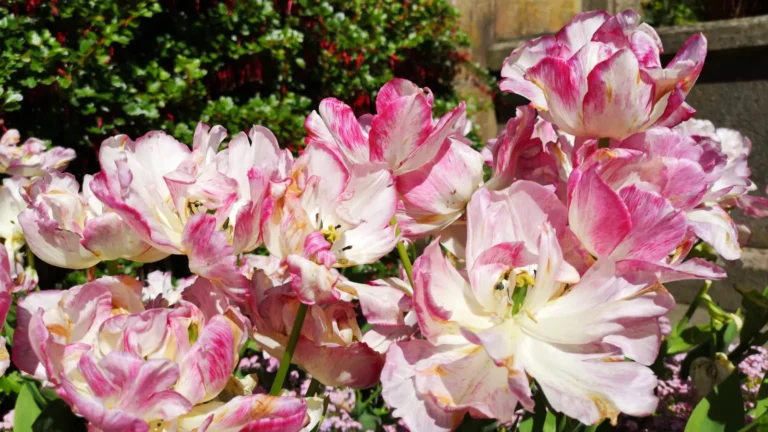 Pink and white tulips in full bloom at Biddulph Grange Garden