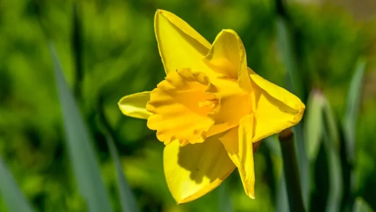 Kolory kwiatów Shugborough Estate- a close-up view of a daffodil with bright yellow petals and clearly visible stamens.