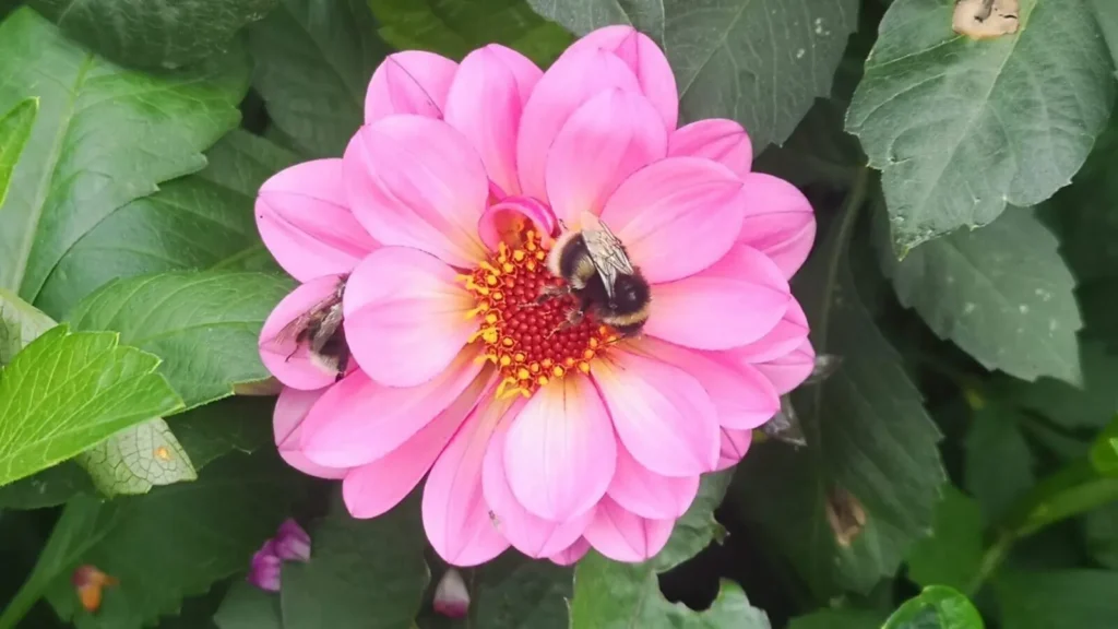Close-up of a flower with one bumblebee drinking nectar and another partially hidden among the petals.