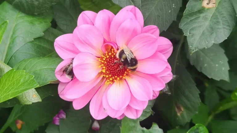 Close-up of a flower with one bumblebee drinking nectar and another partially hidden among the petals.