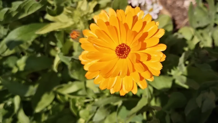Orange flowers of calendula (Calendula officinalis) in the garden of Shugborough Estate. Macro photograph of an orange calendula flower.