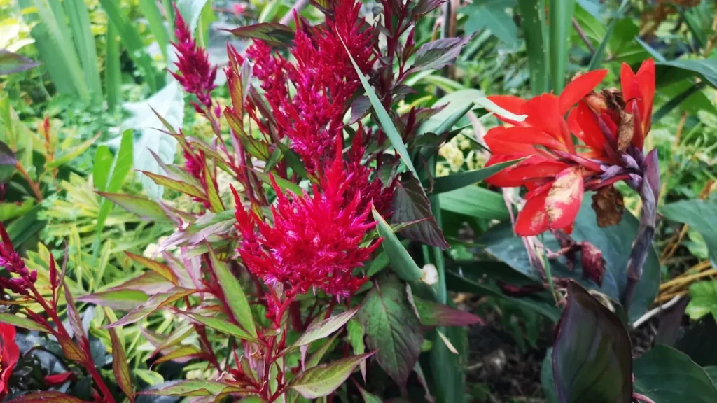 Red, velvety celosia inflorescences next to flowering foxgloves with large leaves and bright red flowers in Shugborough.