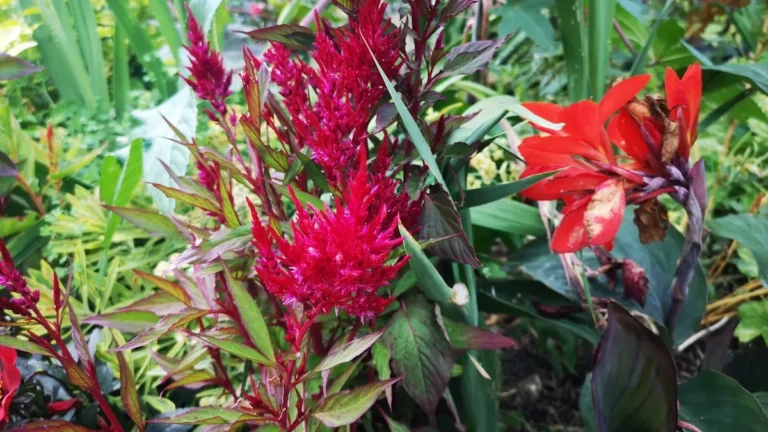 Red, velvety celosia inflorescences next to flowering foxgloves with large leaves and bright red flowers in Shugborough.