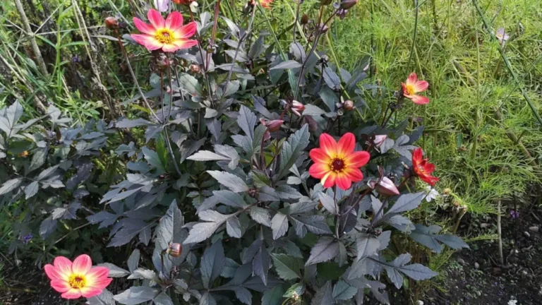 A bright red dahlia with a yellow centre and almost black leaves in the garden at Shugborough Estate.