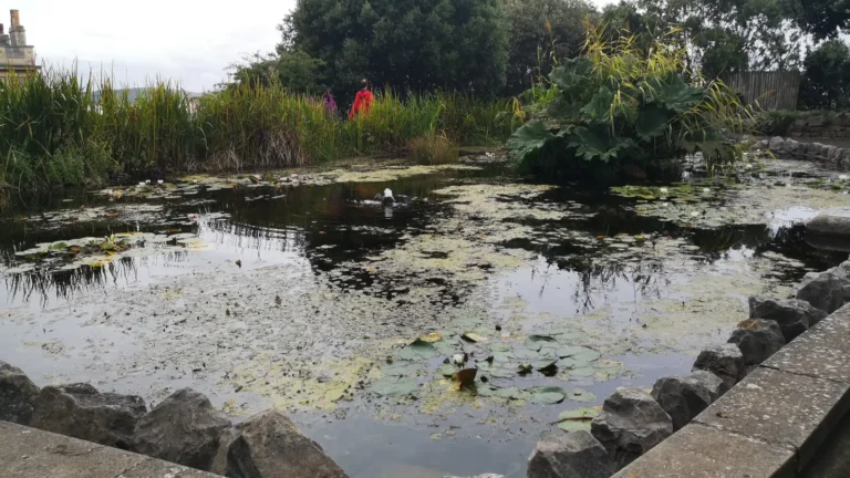 A pond near Grove Park with lily pads, rocks and dense greenery, with a person in a red jacket standing among the plants.