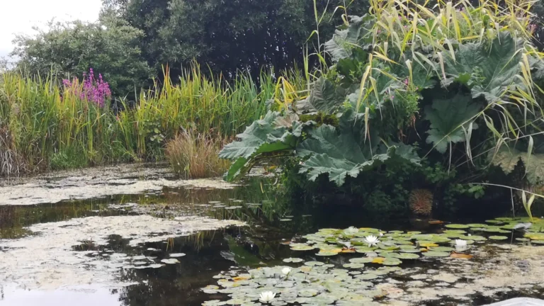A pond near Grove Park with lily pads, white water lilies and dense greenery, including large leaves and tall grasses.