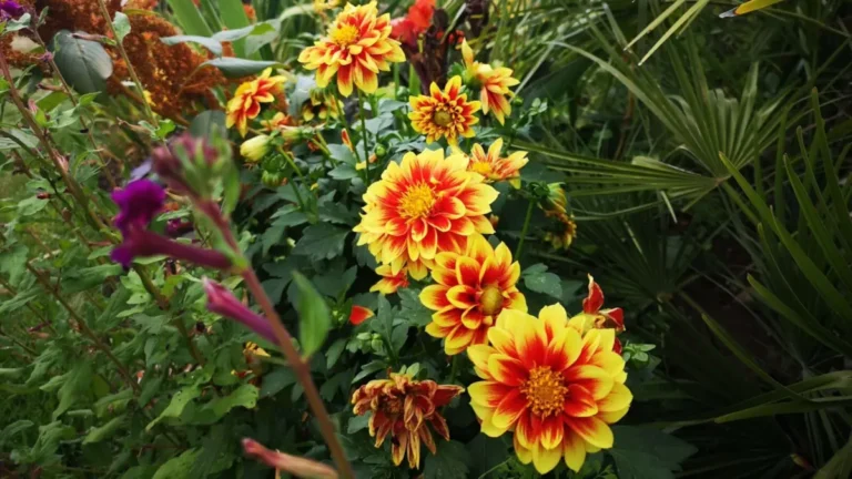 The orange-yellow “Pooh” dahlia – an RHS award-winning variety – attracts pollinators in the garden at Shugborough Estate.
