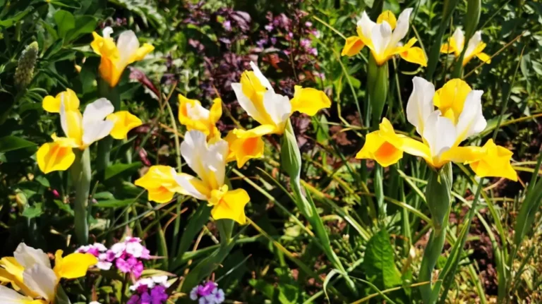 A blooming Dutch iris with white petals and a yellow accent in the centre – a symbol of spring elegance.
