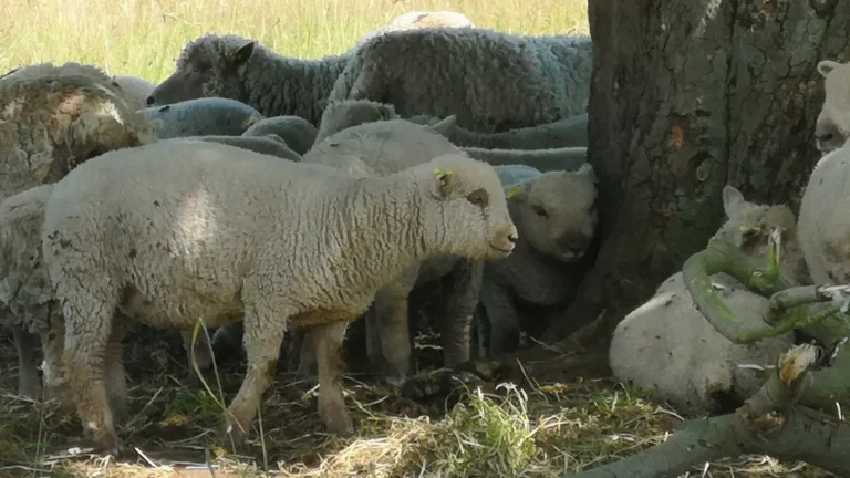 A group of Southdown sheep resting in the shade at Park Farm, Shugborough Estate.