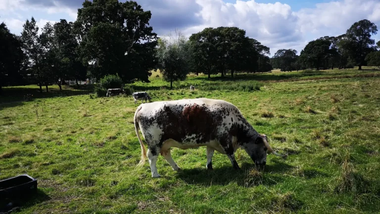 Longhorn cattle grazing in a sunlit field at Park Farm, Shugborough Estate.