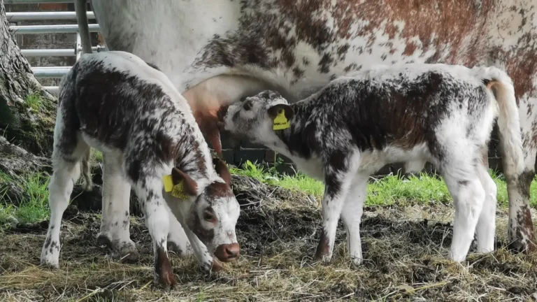 Longhorn calves with their mother at Park Farm, Shugborough Estate.