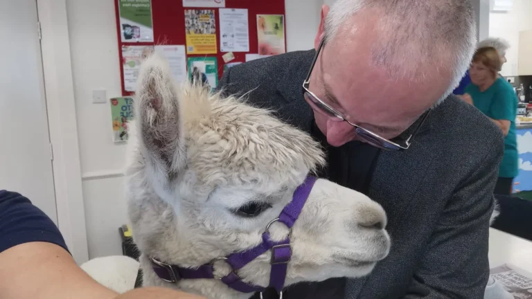 A man gently interacting with a white alpaca wearing a purple halter inside a community or healthcare facility, with staff and noticeboards visible in the background.