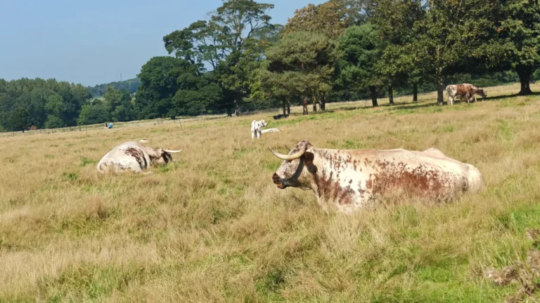 Longhorn cattle resting and grazing in a field at Park Farm, Shugborough Estate.