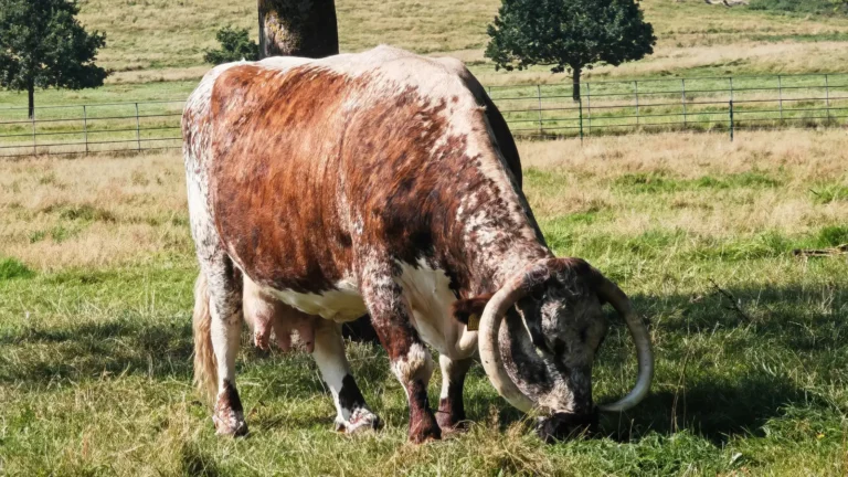 An English Longhorn cow grazing in a field at Park Farm, Shugborough Estate