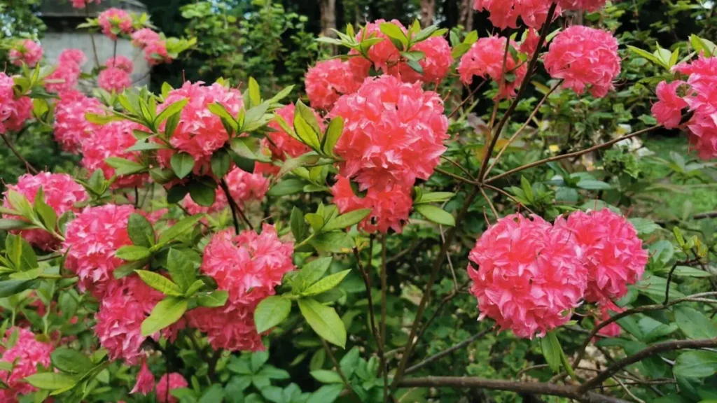 A pink large-flowered azalea bush in full bloom, photographed at Shugborough Estate.