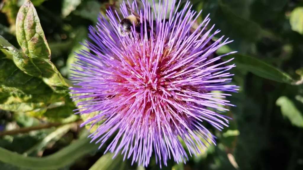 Close-up of a fluffy, spherical flower with pink and purple petals.