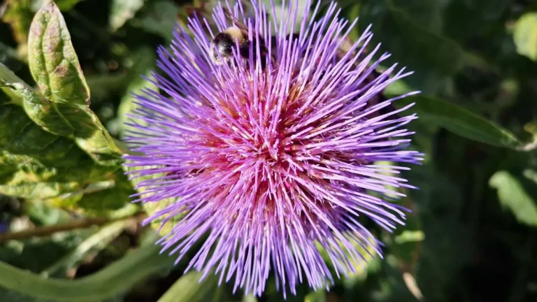Close-up of a fluffy, spherical flower with pink and purple petals.