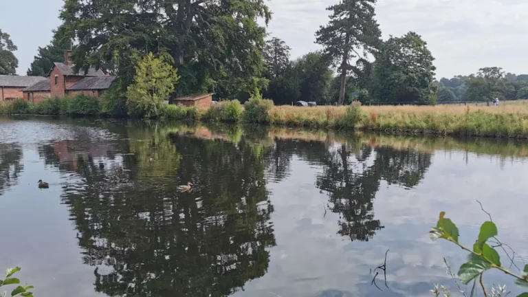A tranquil pond with ducks and surrounding trees at Shugborough Estate.