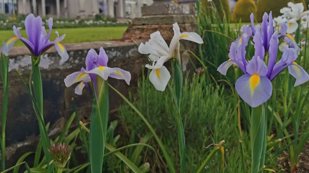 Purple and white irises growing on the riverbank at Shugborough Estate.