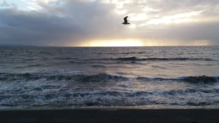 Seagull flying above gentle waves in Burnham‑on‑Sea at sunset, with light breaking through the clouds.