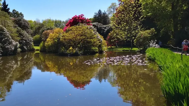 A pond surrounded by spring vegetation at Biddulph Grange Garden