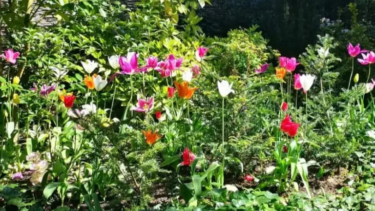 Tulips in full bloom at Biddulph Grange Garden