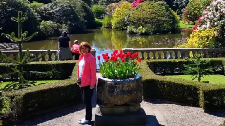 Stone planter with red tulips in the geometric garden at Biddulph Grange Garden