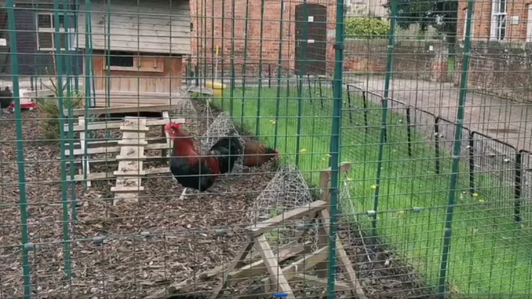 Chickens and a rooster in the outdoor coop at Park Farm, Shugborough Estate.