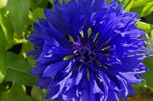 Kolory kwiatów Shugborough Estate-Macro photograph of an intensely blue, fully bloomed cornflower (Centaurea cyanus) in the Shugborough garden.