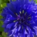 Kolory kwiatów Shugborough Estate-Macro photograph of an intensely blue, fully bloomed cornflower (Centaurea cyanus) in the Shugborough garden.
