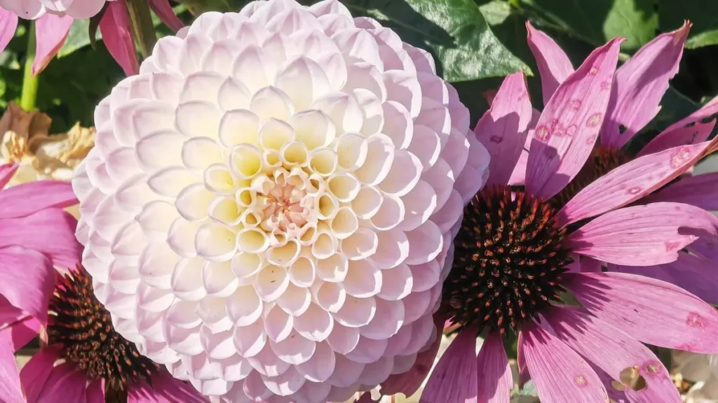 A white, spherical pompon dahlia next to a pink purple coneflower (Echinacea) in a flowerbed at Shugborough Estate.