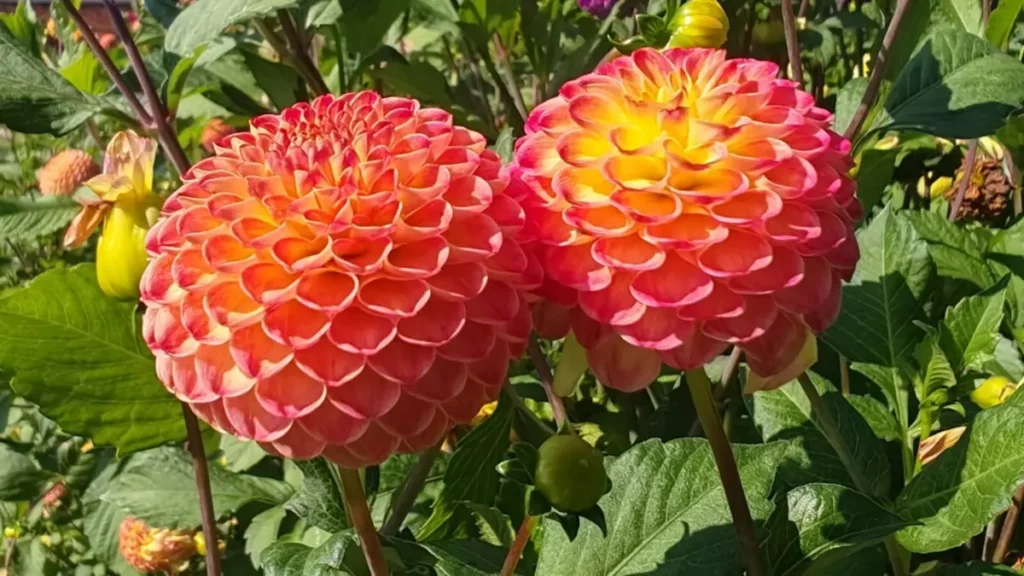Two spherical, pompom dahlias with spirally arranged petals in shades of pink, orange and yellow. Photo from Shugborough Gardens.