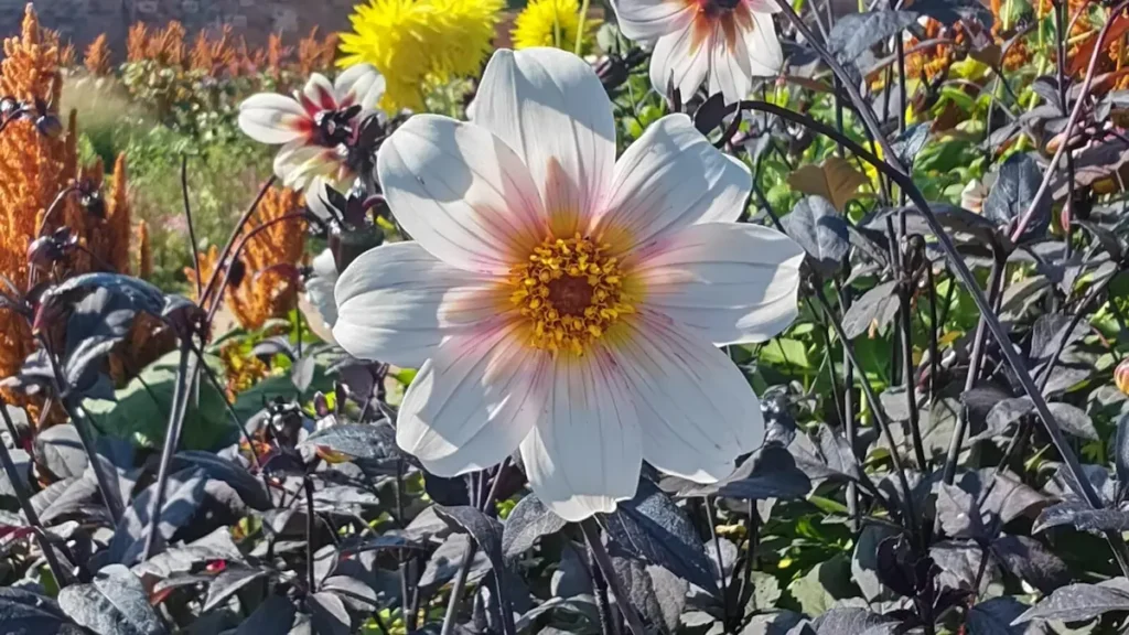 A white and pink single dahlia flower with an open, yellow centre, resembling a star. Photo taken in the gardens of Shugborough.