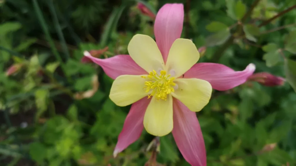Macro photograph of a purple and yellow garden columbine (Aquilegia) flower with visible spurs.