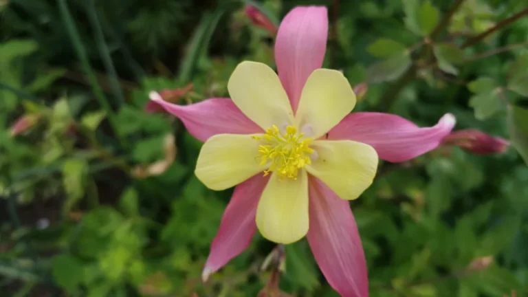 Macro photograph of a purple and yellow garden columbine (Aquilegia) flower with visible spurs.