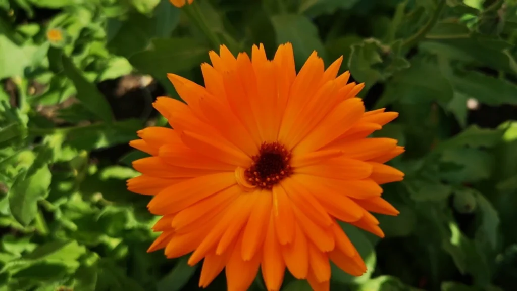 Macro photograph of a juicy orange gerbera (Transvaal daisy) - flower colours at Shugborough Estate