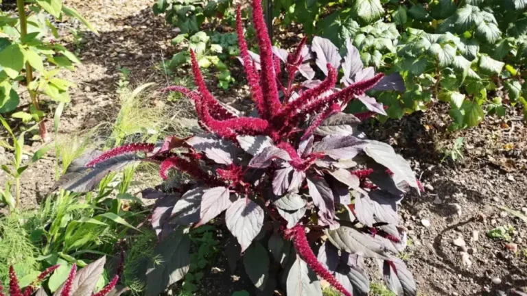 Intense red, hanging inflorescences of amaranth (Amaranthus) adorn the flower beds around Shugborough Estate.